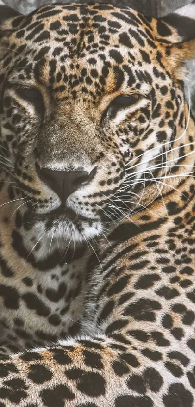 Leopard lying down in a calm position with detailed spots.