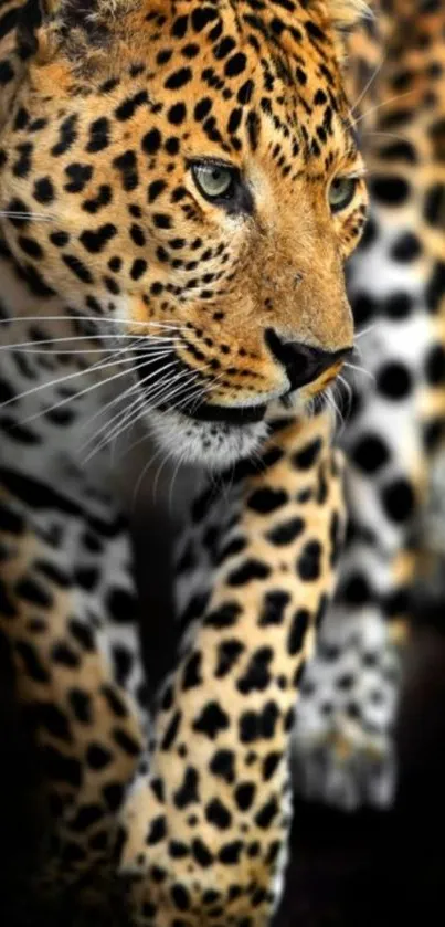 Close-up of a leopard in a striking wildlife wallpaper for mobile phones.