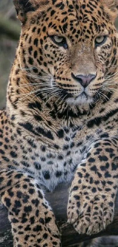 Close-up of a leopard resting on a tree branch in a natural setting.