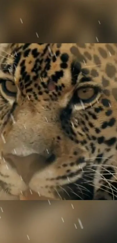 Close-up of a leopard with raindrop effects in a nature-themed wallpaper.