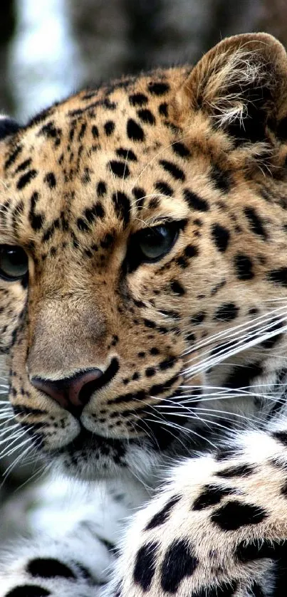 Close-up view of a leopard with vibrant speckled fur.