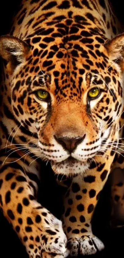 Majestic leopard on black background with piercing yellow eyes.