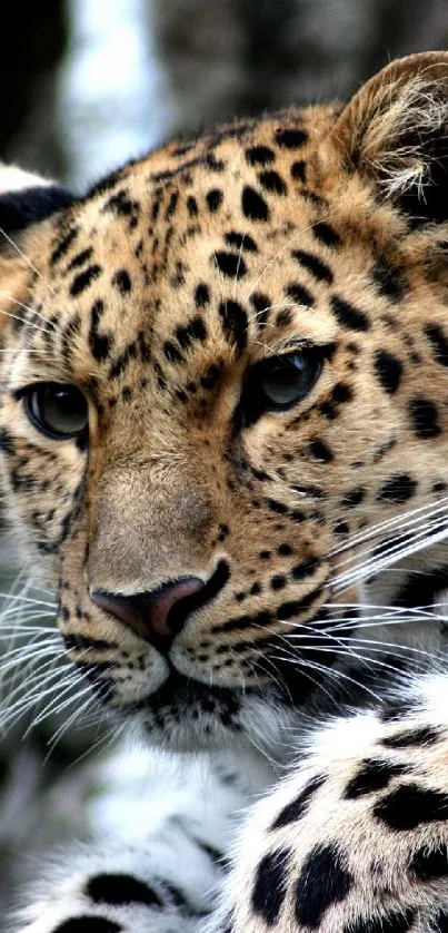 Close-up of a leopard showcasing its striking features and fur pattern.