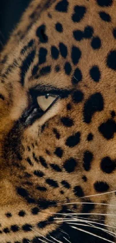 Majestic leopard portrait wallpaper for mobile devices.