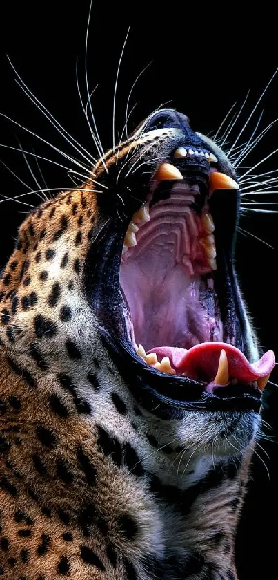 Leopard roaring with mouth open, showcasing teeth and whiskers on a black background.