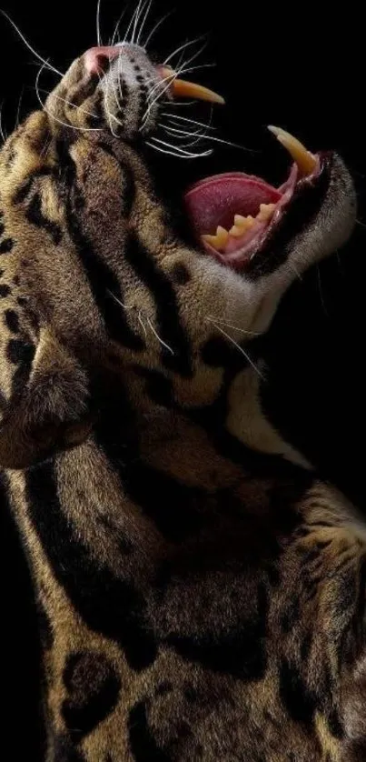 Close-up of a roaring leopard against a dark background.