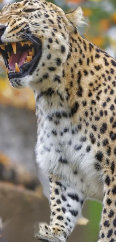 Majestic leopard roaring in nature wallpaper.