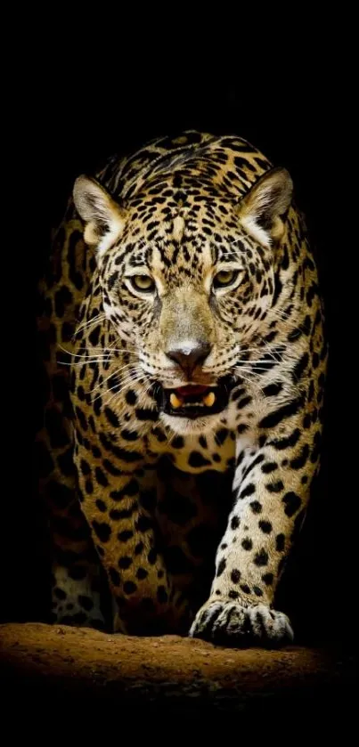 Leopard stalking in dark background, fierce gaze.