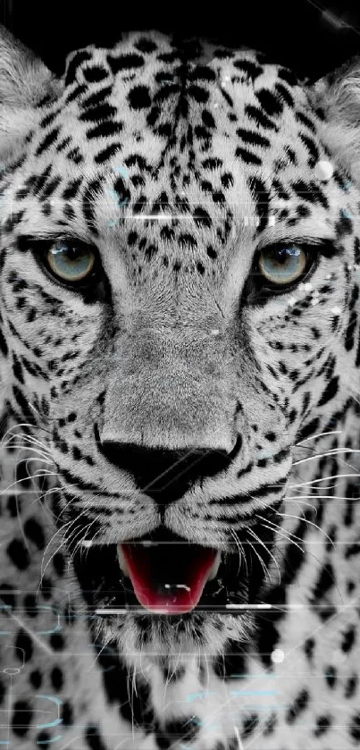 Black and white close-up of a leopard's face with piercing eyes.