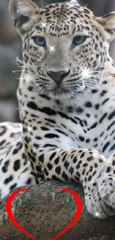 Leopard resting on a tree with a heart outline beneath it.