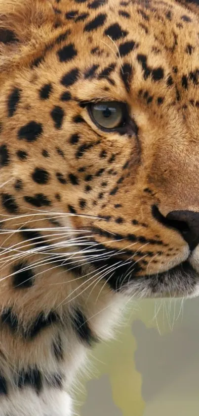 Majestic leopard close-up wallpaper featuring detailed fur pattern.