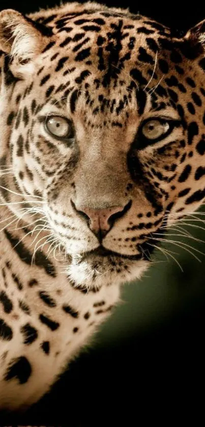 Majestic leopard with striking eyes in a natural setting, perfect for mobile wallpaper.