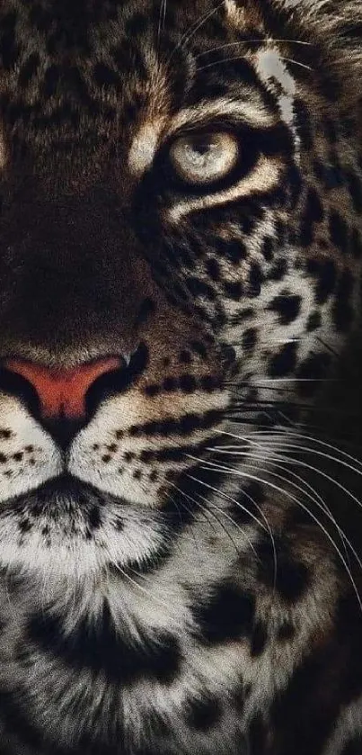 Close-up of a leopard face with intense eyes on a dark background.