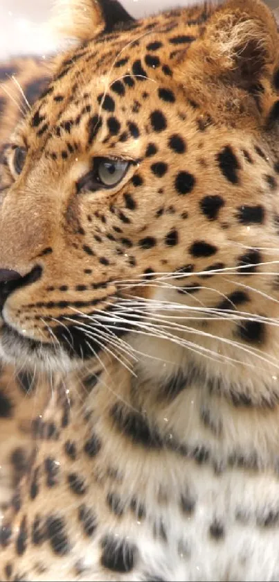 Beautiful leopard resting, showcasing its striking spots and golden fur.