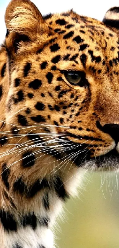 Close-up of a leopard with detailed spots and intense gaze in natural habitat.