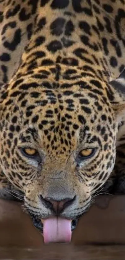 Close-up of a majestic leopard with captivating eyes.