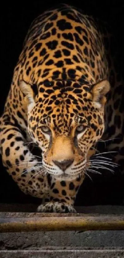 Striking leopard stepping forward in a captivating wildlife mobile wallpaper.