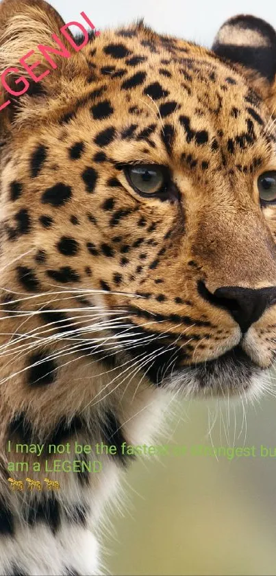 Close-up of a majestic leopard with a focused gaze and spotted coat.