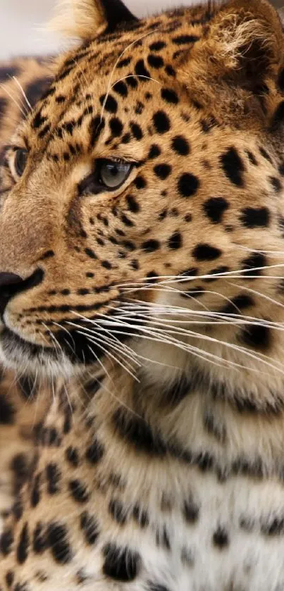 Majestic leopard in natural setting for mobile wallpaper.