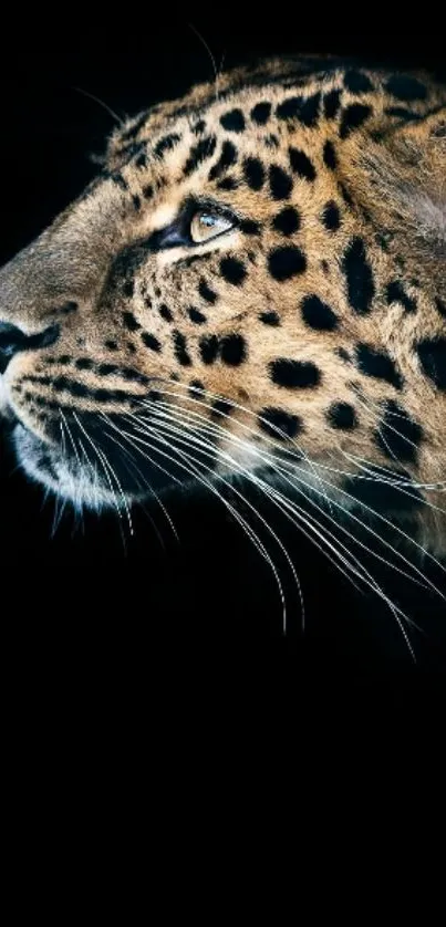 Graceful leopard profile on a dark background, ideal for mobile wallpaper.