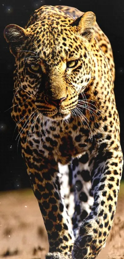 Leopard walking confidently with a striking golden coat in the wilderness.