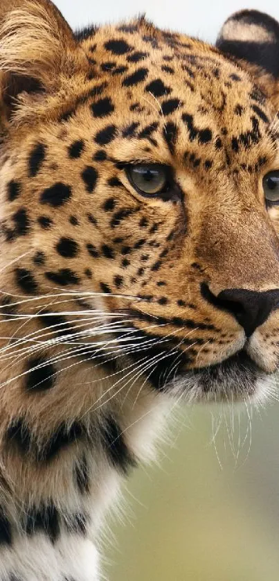 Close-up of a leopard in natural setting.