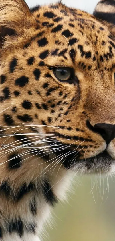 Close-up of a majestic leopard in nature.