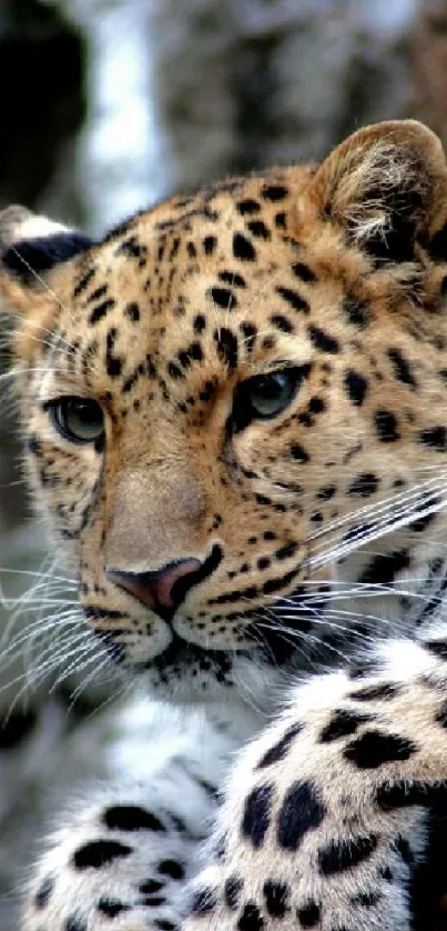 A majestic leopard in the wild, perfect for mobile wallpapers.