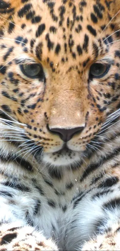 Close-up of a leopard resting in nature.