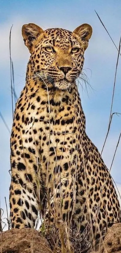 Majestic leopard standing in wildlife scenery with blue sky.