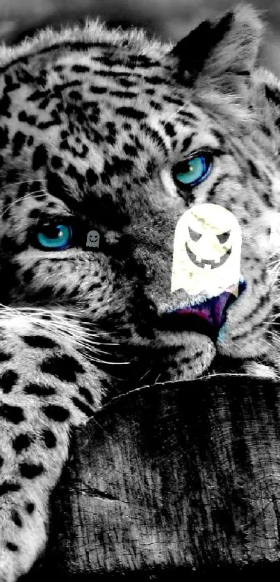 Leopard with striking blue eyes in a monochrome setting.