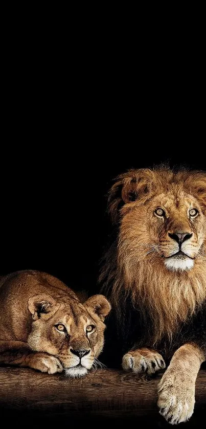 Majestic lion and lioness on a dark background mobile wallpaper.