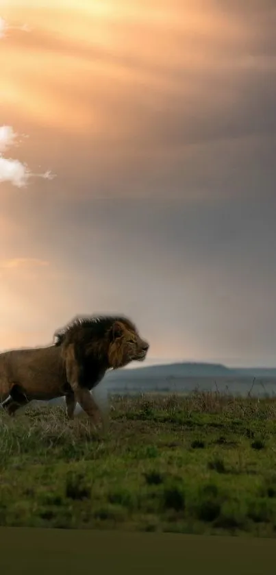 Majestic lion roaming the savannah at sunset.