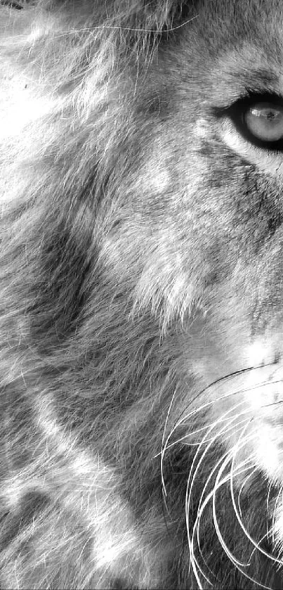 Majestic black and white lion face wallpaper.