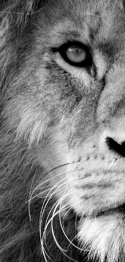 Black and white close-up of a majestic lion's face, showcasing its fierce elegance.