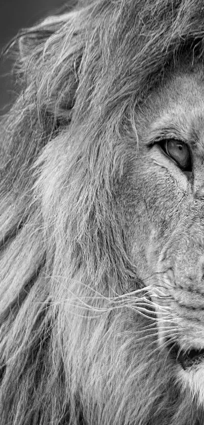 Majestic lion black and white wallpaper for mobile.