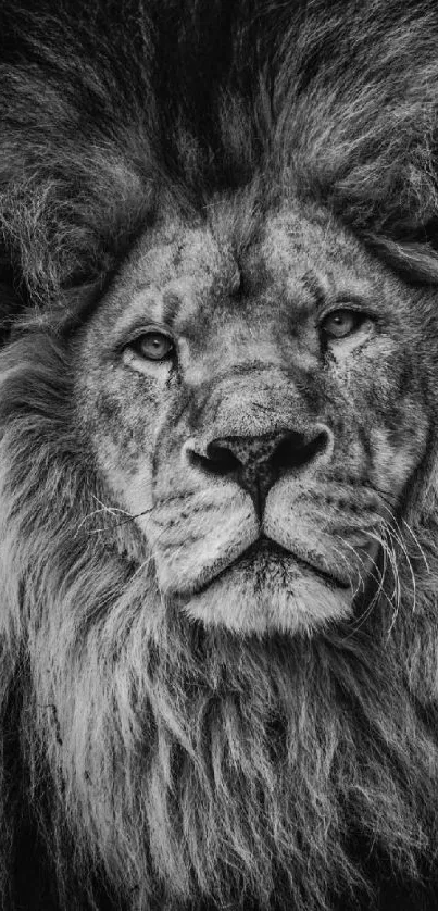 Black and white portrait of a majestic lion, perfect for mobile wallpaper.