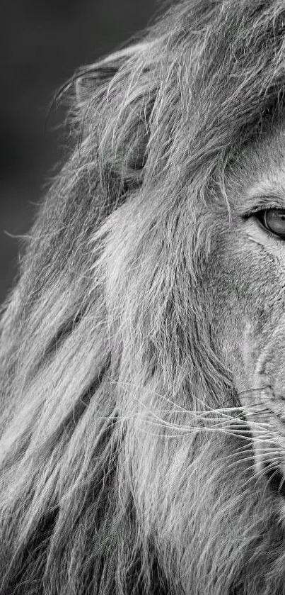 Close-up of a majestic lion in black and white, showing its powerful gaze.