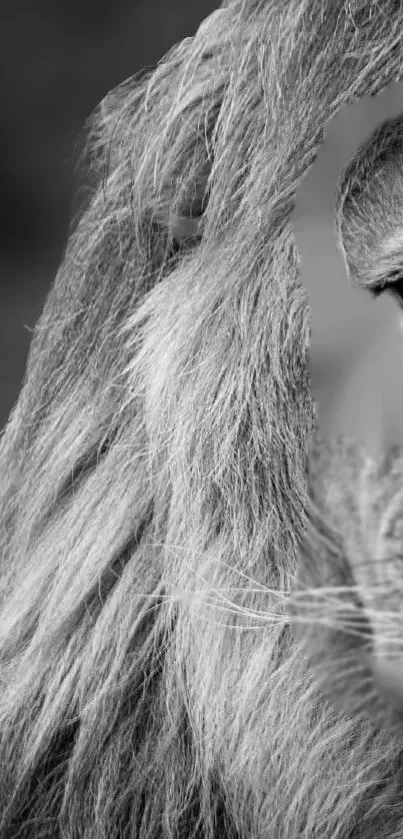 Close-up of a lion's face in black and white.