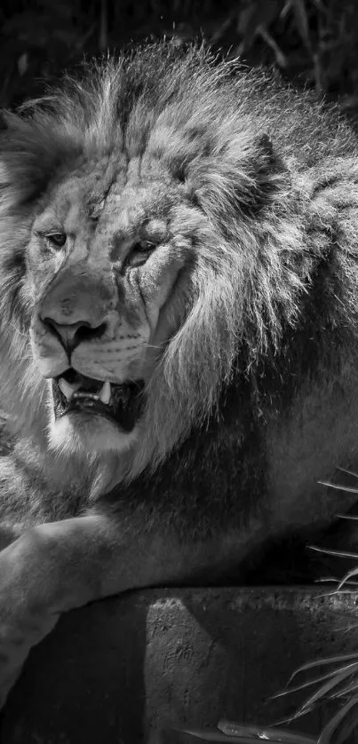 Black and white lion wallpaper showcasing majestic wildlife.