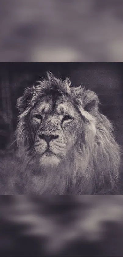 Majestic lion in grayscale wallpaper showcasing elegance and power.