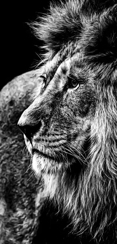 Black and white portrait of a lion in profile view.