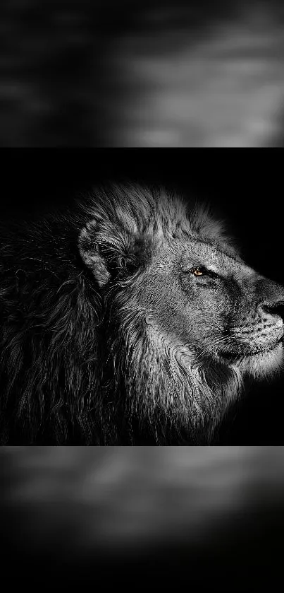 Majestic lion in a dramatic black and white setting, perfect for smartphone wallpaper.