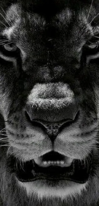 Majestic close-up of a lion's face in black and white.