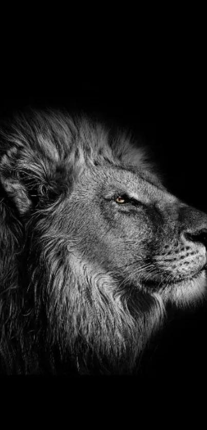 Majestic lion on black background, mobile wallpaper.