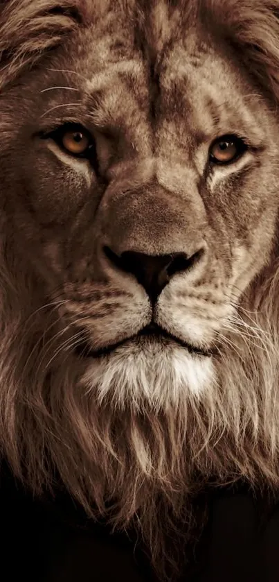 Close-up of a majestic lion with a deep brown color palette and intense eyes.