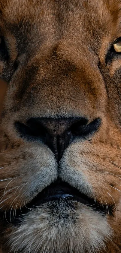 Close-up majestic lion face for mobile wallpaper.