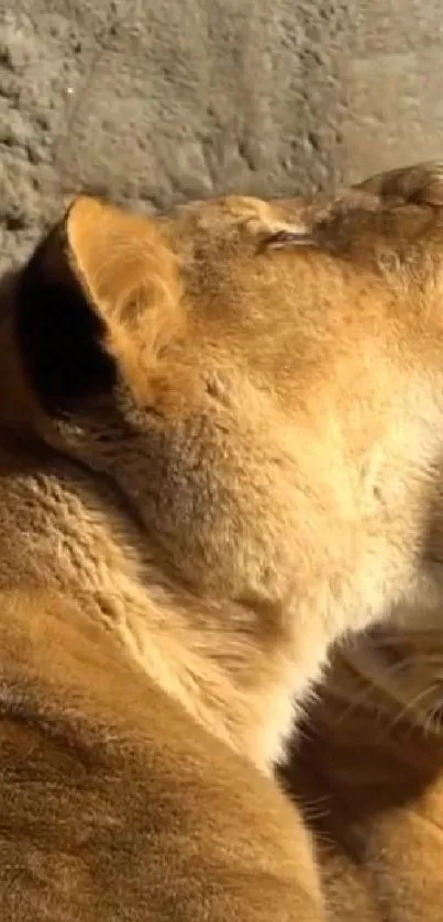 Majestic lion yawning on a sunlit rock.