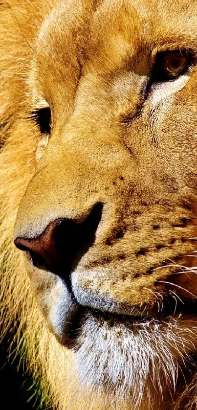 Close-up of a majestic lion with a golden mane against a dark background.