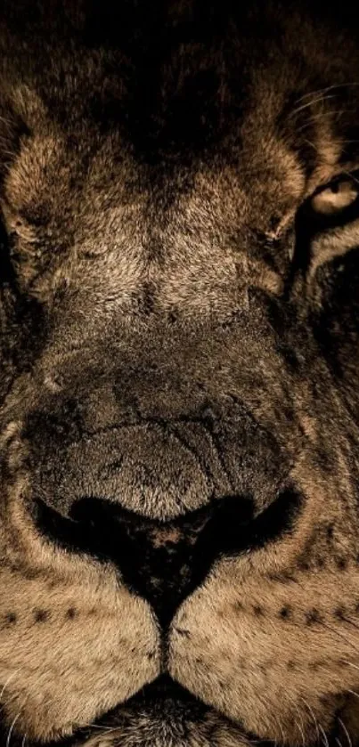 Close-up of a majestic lion's face, capturing its intense gaze and detailed fur.